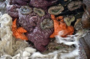 CC-Life framed a sea stars anenomes on piling waves come in VIV_0873-X2