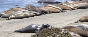 Tolosa FES Elephant Seals